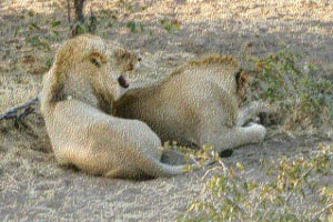 Lions