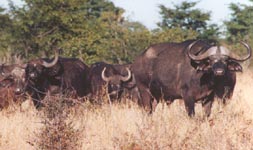 Buffalo