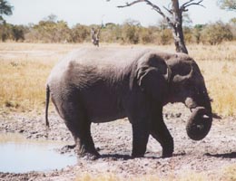 elephant