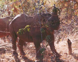 rhinos
